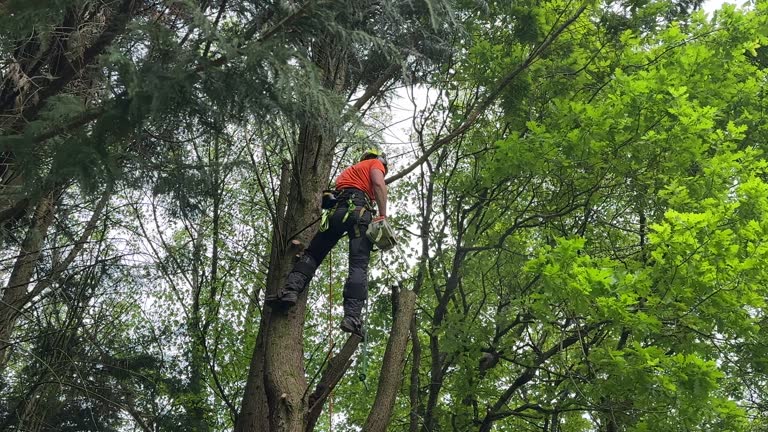 How Our Tree Care Process Works  in Huntingburg, IN